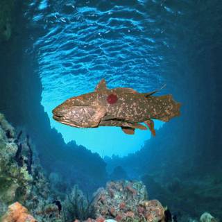 Relicanth HD wallpaper