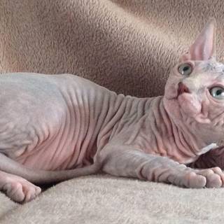 Sphynx kittens wallpaper