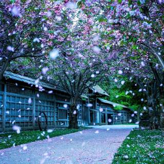 Latest beautiful nature wallpaper