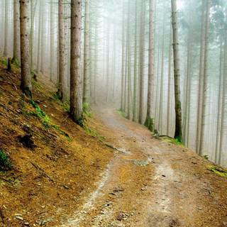 Pine forest wallpaper