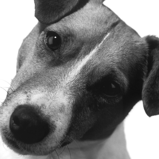 Veterinary wallpaper