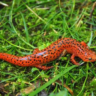 Salamander wallpaper