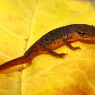 Salamander wallpaper