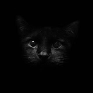 Black and white cats wallpaper