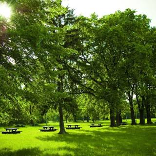 Picnic HD wallpaper