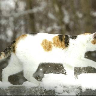 Calico cat wallpaper