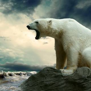 White bear wallpaper