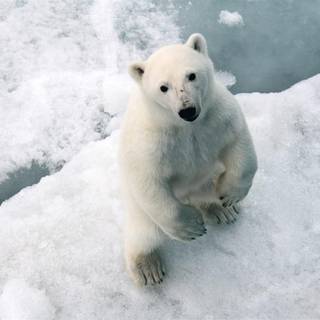 White bear wallpaper