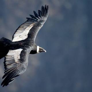 Condor wallpaper