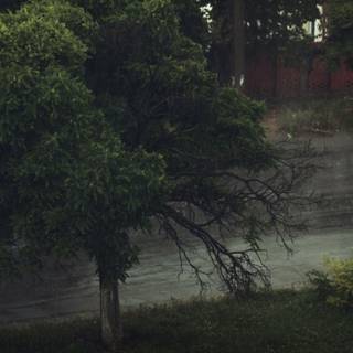 Rainy season wallpaper