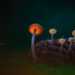 Rainy season wallpaper