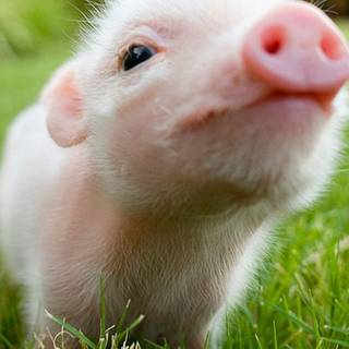 Yellow pig wallpaper