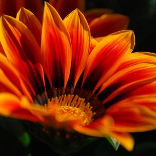 Orange flowers wallpaper