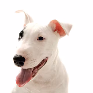Bull Terriers wallpaper