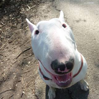 Bull Terrier wallpaper