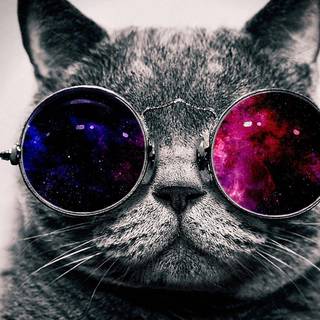 Cat with glasses wallpaper