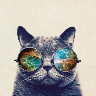 Cat with glasses wallpaper