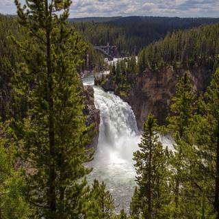 Pine trees wallpaper