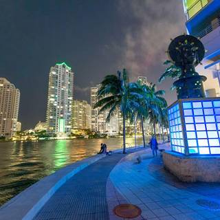 Wallpaper miami palm