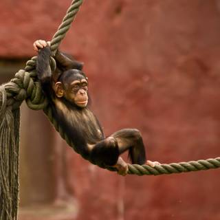 Crazy ape wallpaper HD