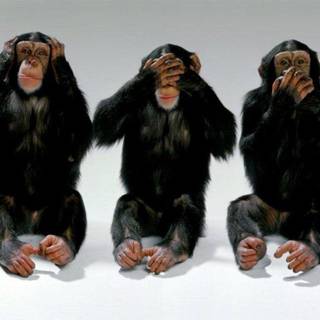 Crazy ape wallpaper HD