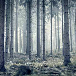 Snowy woods HD wallpaper