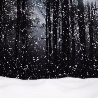Snowy woods HD wallpaper
