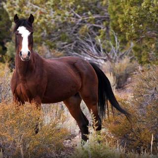 Mustang horse wallpaper