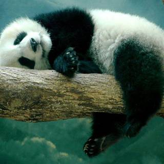 HD wallpaper of panda