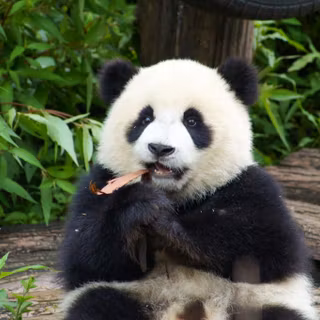 HD wallpaper of panda