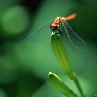 Wallpaper capung 3D HD