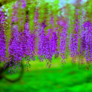 Wisteria HD wallpaper