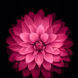 Fuschia pink and black background