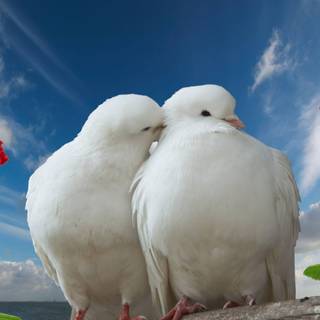 Full HD love wallpaper