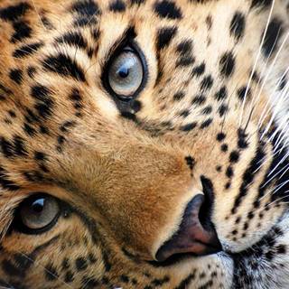 Cheetah 3D wallpaper full