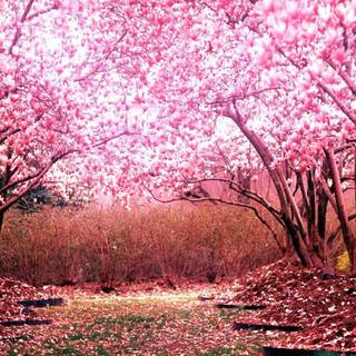 Sakura wallpaper for phone