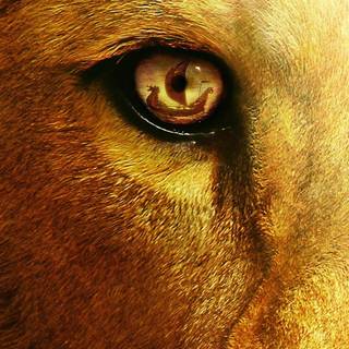 Narnia lion HD wallpaper