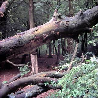 Woodland texture wallpaper