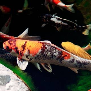 Japanese fish pond wallpaper