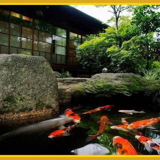 Japanese fish pond wallpaper
