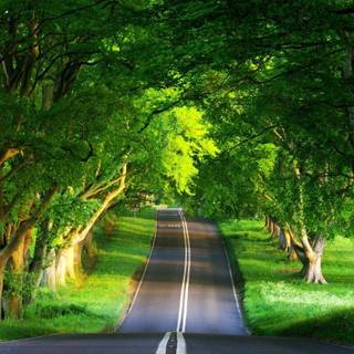 Wallpaper nature summer