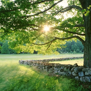 Wallpaper nature summer