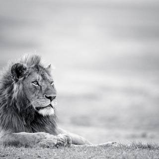 Lion background HD