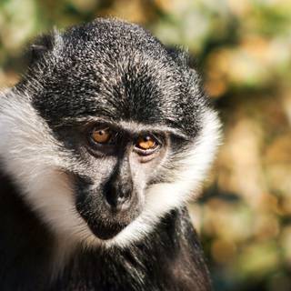 Wild monkey wallpaper