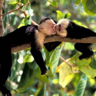 Wild monkey wallpaper