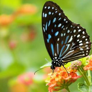 Full screen HD butterfly wallpaper