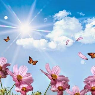 Full screen HD butterfly wallpaper