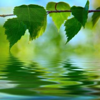 Kerala nature wallpaper