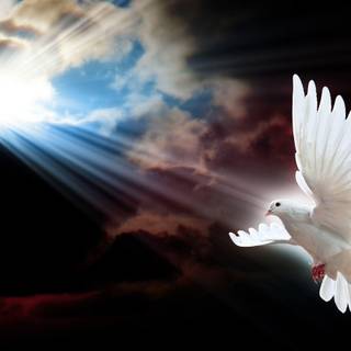 Dove background images