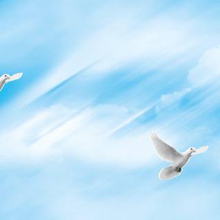 Dove background images